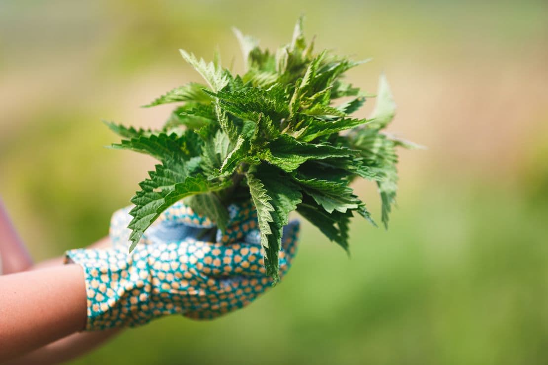 Urban Forager Project